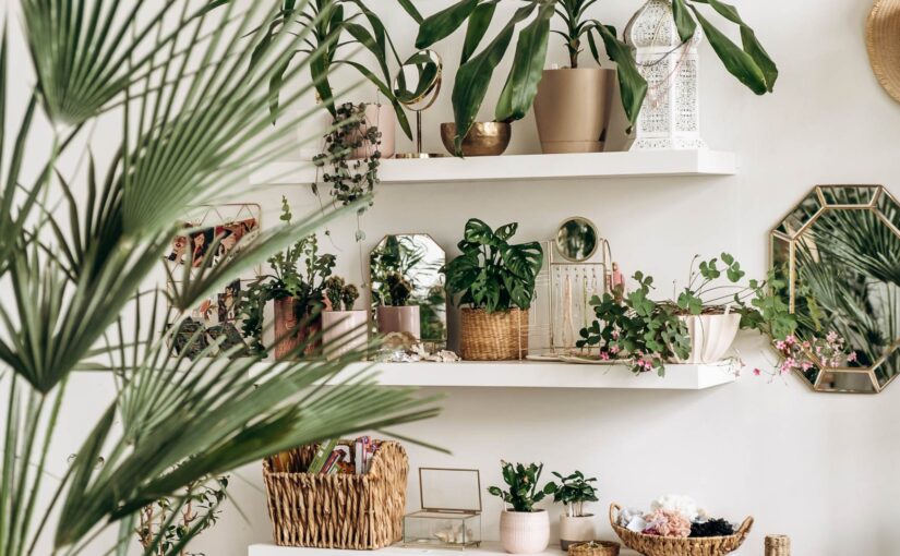 Comment entretenir vos plantes d’intérieur