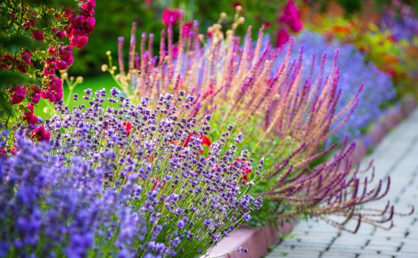 Les meilleures plantes pour un jardin facile à entretenir
