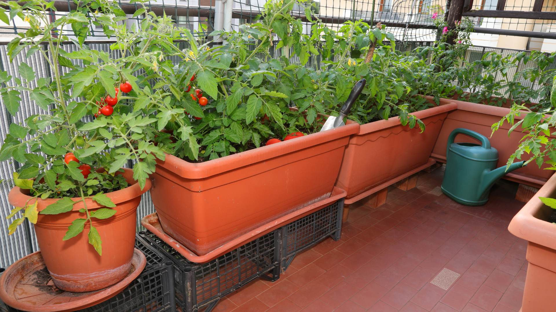 potager urbain