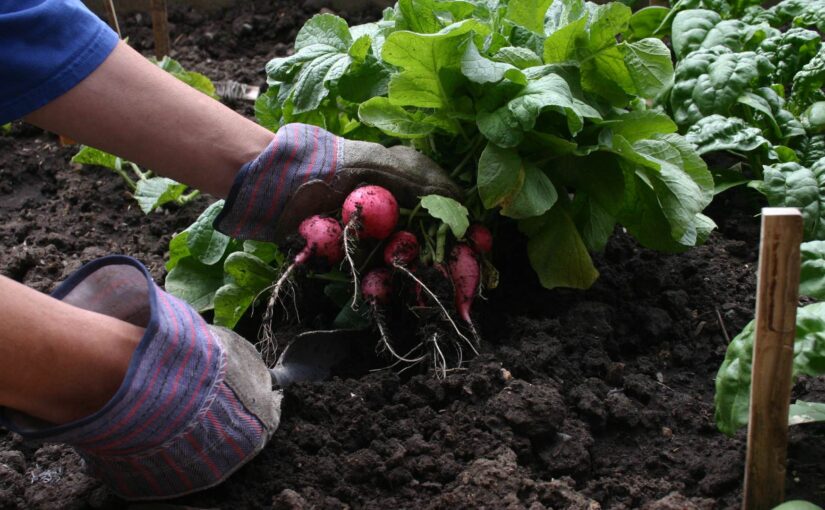 Comment créer un potager urbain sur votre balcon
